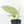 Alocasia Sintag Aurea Variegated (wk32-UJ)