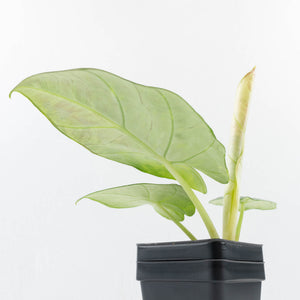 Alocasia Sintag Aurea Variegated (wk32-UJ)