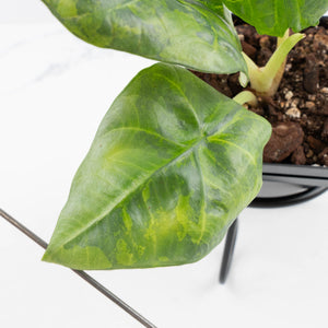 Alocasia Sintang Aurea Variegated (wk36-U130)