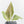 Alocasia Sintang Aurea Variegated (wk36-U130)