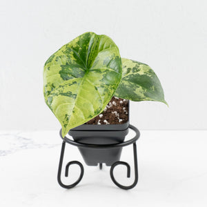 Alocasia Sinuata variegated (wk33-L4)