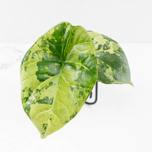 Alocasia Sinuata variegated (wk33-L4)