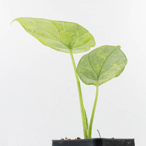 Alocasia Sinuata variegated (wk33-L4)