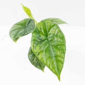 Alocasia Sinuata variegated (wk33-L5)