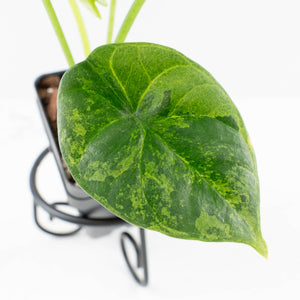 Alocasia Sinuata variegated (wk33-L5)