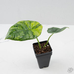 Alocasia Sinuata variegated  (wk41-L343)