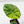 Alocasia Sinuata variegated  (wk41-L343)