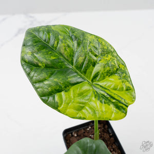 Alocasia Sinuata variegated  (wk41-L343)