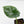 Alocasia Sinuata variegated  (wk41-L343)