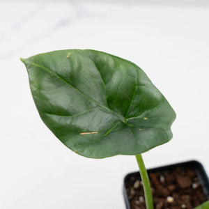 Alocasia Sinuata variegated  (wk41-L343)