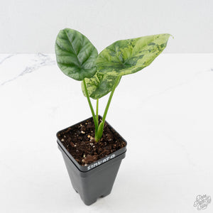 Alocasia Sinuata Variegated (wk40-L4)