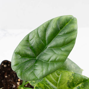 Alocasia Sinuata Variegated (wk40-L4)