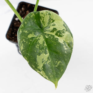 Alocasia Sinuata Variegated (wk40-L4)