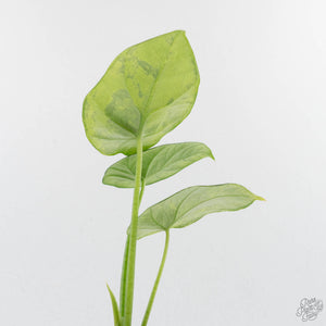 Alocasia Sinuata Variegated (wk40-L4)