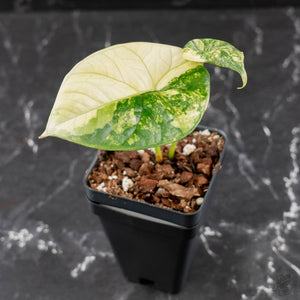 Alocasia Sinuata Albo Variegated (wk43-L400)