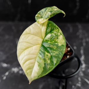 Alocasia Sinuata Albo Variegated (wk43-L400)