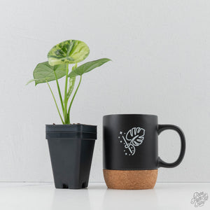 Alocasia Sinuata Aurea Variegated (wk43-L401)