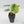 Alocasia Sinuata Aurea Variegated (wk43-L401)