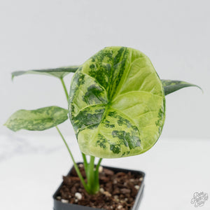 Alocasia Sinuata Aurea Variegated (wk43-L401)
