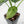 Alocasia Sinuata Aurea Variegated (wk43-L401)