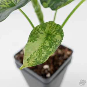Alocasia Sinuata Aurea Variegated (wk43-L401)