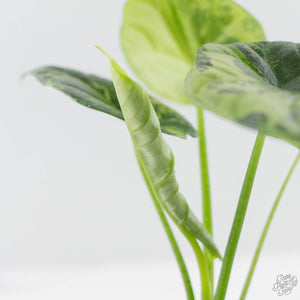 Alocasia Sinuata Aurea Variegated (wk43-L401)