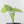 Alocasia Sinuata Aurea Variegated (wk43-L401)