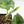 Alocasia Sinuata Aurea Variegated (wk43-L402)