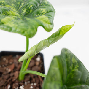 Alocasia Sinuata Aurea Variegated (wk43-L402)
