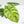 Alocasia Sinuata variegated - Corming Size (wk38-L281)