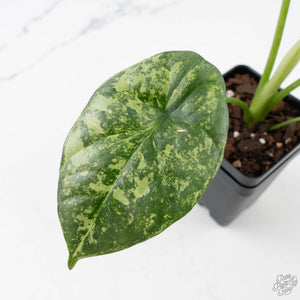 Alocasia Sinuata variegated - Corming Size (wk38-L281)