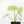 Alocasia Sinuata variegated (wk23-G) *Corming Size*