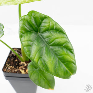 Alocasia Sinuata variegated (wk23-G) *Corming Size*