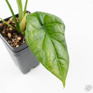 Alocasia Sinuata variegated (wk23-G) *Corming Size*