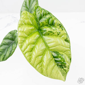 Alocasia Sinuata variegated (wk23-G) *Corming Size*