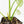 Alocasia Sinuata variegated (wk23-G) *Corming Size*