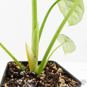 Alocasia Sinuata variegated (wk23-G) *Corming Size*