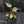 Alocasia Stingray Aurea Variegated