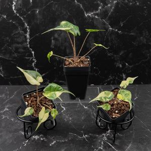 Alocasia Stingray Aurea Variegated