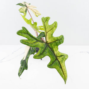Alocasia Tandurusa Variegated (previously Alocasia 'Jacklyn') - Corming Size (wk30-UG)