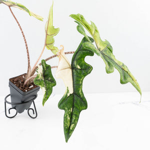 Alocasia Tandurusa Variegated (previously Alocasia 'Jacklyn') - Corming Size (wk30-UG)
