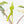 Alocasia Tandurusa Variegated (previously Alocasia 'Jacklyn') - Corming Size (wk30-UG)
