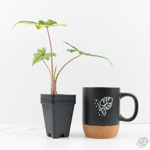 Alocasia Tandurusa Variegated (previously Alocasia 'Jacklyn' or 'Jaclyn') (wk18-K)
