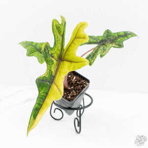 Alocasia Tandurusa Variegated (previously Alocasia 'Jacklyn' or 'Jaclyn') (wk18-K)
