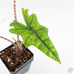 Alocasia Tandurusa Variegated (previously Alocasia 'Jacklyn' or 'Jaclyn') (wk18-K)