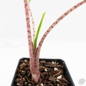 Alocasia Tandurusa Variegated (previously Alocasia 'Jacklyn' or 'Jaclyn') (wk18-K)