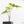 Alocasia Tandurusa Variegated (previously Alocasia 'Jacklyn' or 'Jaclyn') (wk18-K)