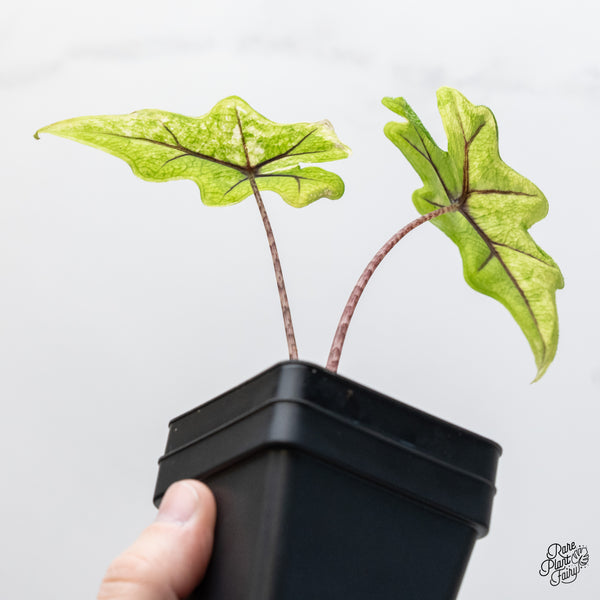 Alocasia Tandurusa Variegated (previously Alocasia 'Jacklyn' or 'Jaclyn') (wk45-C)