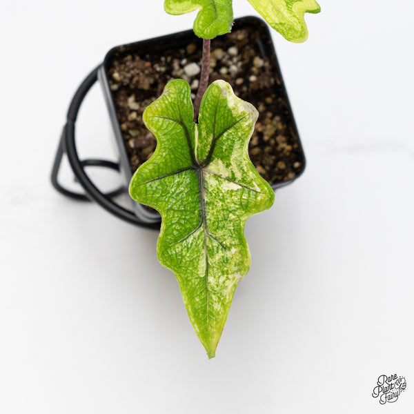 Alocasia Tandurusa Variegated (previously Alocasia 'Jacklyn' or 'Jaclyn') (wk45-C)