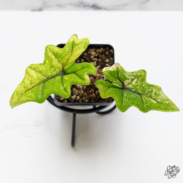 Alocasia Tandurusa Variegated (previously Alocasia 'Jacklyn' or 'Jaclyn') (wk45-C)